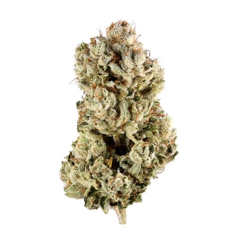 Gorilla Glue is a hybrid weed strain made from a genetic cross between Chem’s Sister, Sour Dubb , and Chocolate Diesel. . Leafly gg4